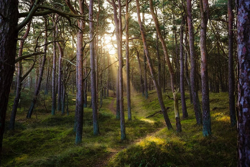 Mystical Forest